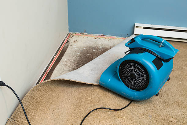 Best Professional water damage repair  in Lapwai, ID
